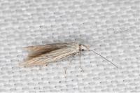 Coleophora struella