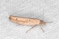 Ypsolopha ustella