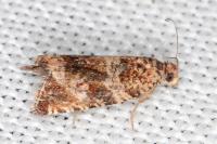Celypha cespitana