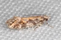 Ornativalva pseudotamariciella