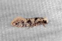 Infurcitinea albicomella