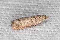 Selania resedana