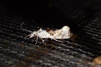 Ypsolopha asperella