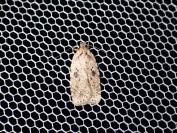 Agonopterix arenella