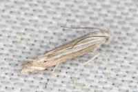 Isophrictis anthemidella