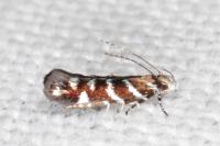 Vulcaniella grabowiella