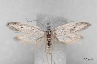 Pleurota gallicella