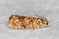 Pammene amygdalana