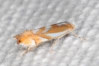 Phyllonorycter rebimbasi