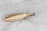 Pleurota tabelli