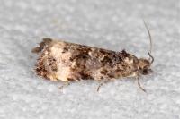 Endothenia marginana