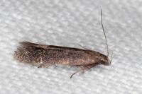 Aproaerema sangiella