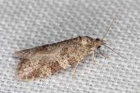 Cnephasia incertana
