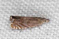 Dichrorampha eximia