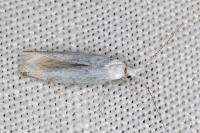 Coleophora albidella