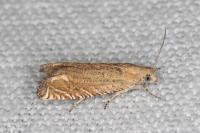 Eucosma obumbratana