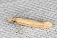 Pleurota proteella
