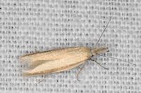 Pleurota proteella