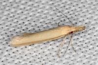 Pleurota proteella