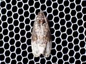 Apotomis betuletana