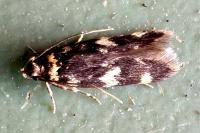 Oegoconia