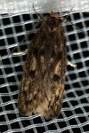 Hofmannophila pseudospretella