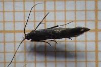Coleophora alcyonipennella