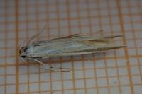 Coleophora conspicuella