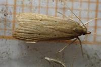 Helcystogramma rufescens