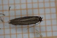 Oxypteryx unicolorella