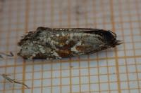 Aethes piercei