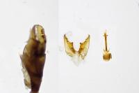 Nematopogon swammerdamella