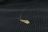 Nematopogon swammerdamella