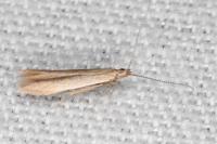 Coleophora caespititiella