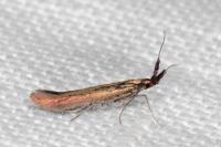 Coleophora aleramica
