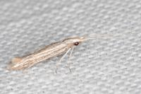 Coleophora calycotomella