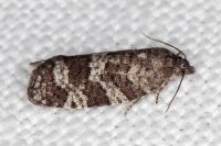Cnephasia ecullyana