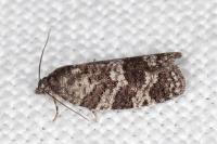 Cnephasia ecullyana