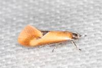 Batia lunaris
