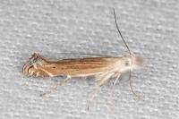 Isophrictis celsei