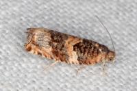 Gypsonoma imparana