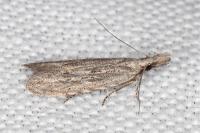 Anarsia leberonella