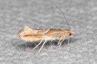 Phyllonorycter barbarella