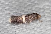 Elachista metella