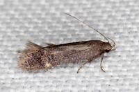 Aproaerema sangiella