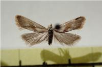 Falseuncaria degreyana