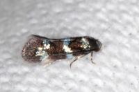 Elachista gleichenella