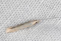 Coleophora nutantella