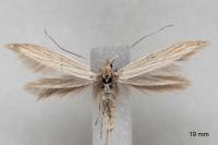 Coleophora nutantella