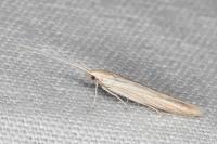 Coleophora nutantella